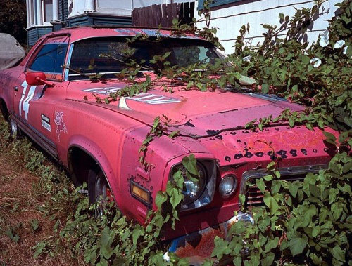 Ölüme Terk Edilenler