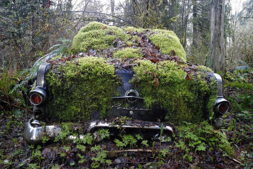 Ölüme Terk Edilenler