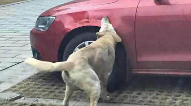 Köpeklerin İntikamı Acı Oldu!