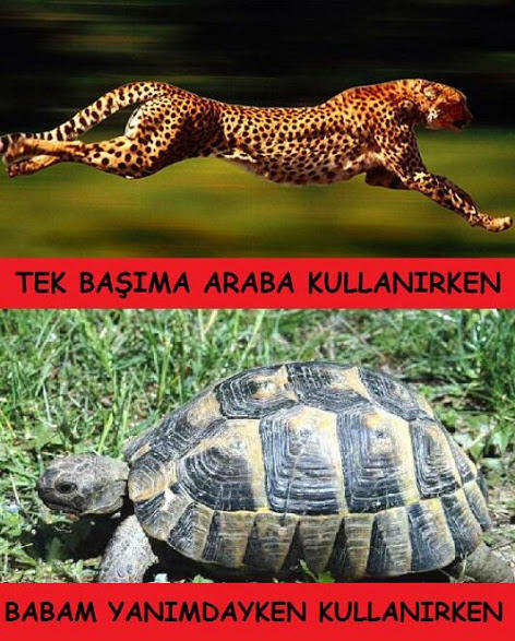 En Komik Otomobil Capsleri