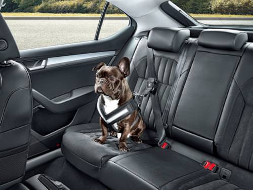 Skoda Köpekleri Böyle Koruyacak