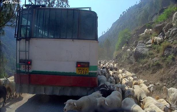 Hindistan’ın İlginç Şoförleri