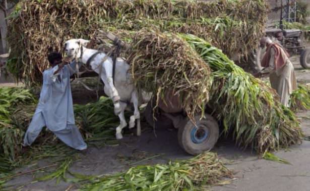 Sınırları zorladılar!
