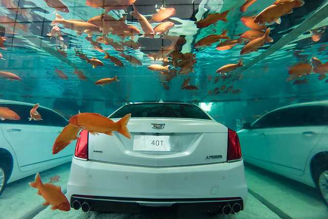 Akvaryum Otomobili