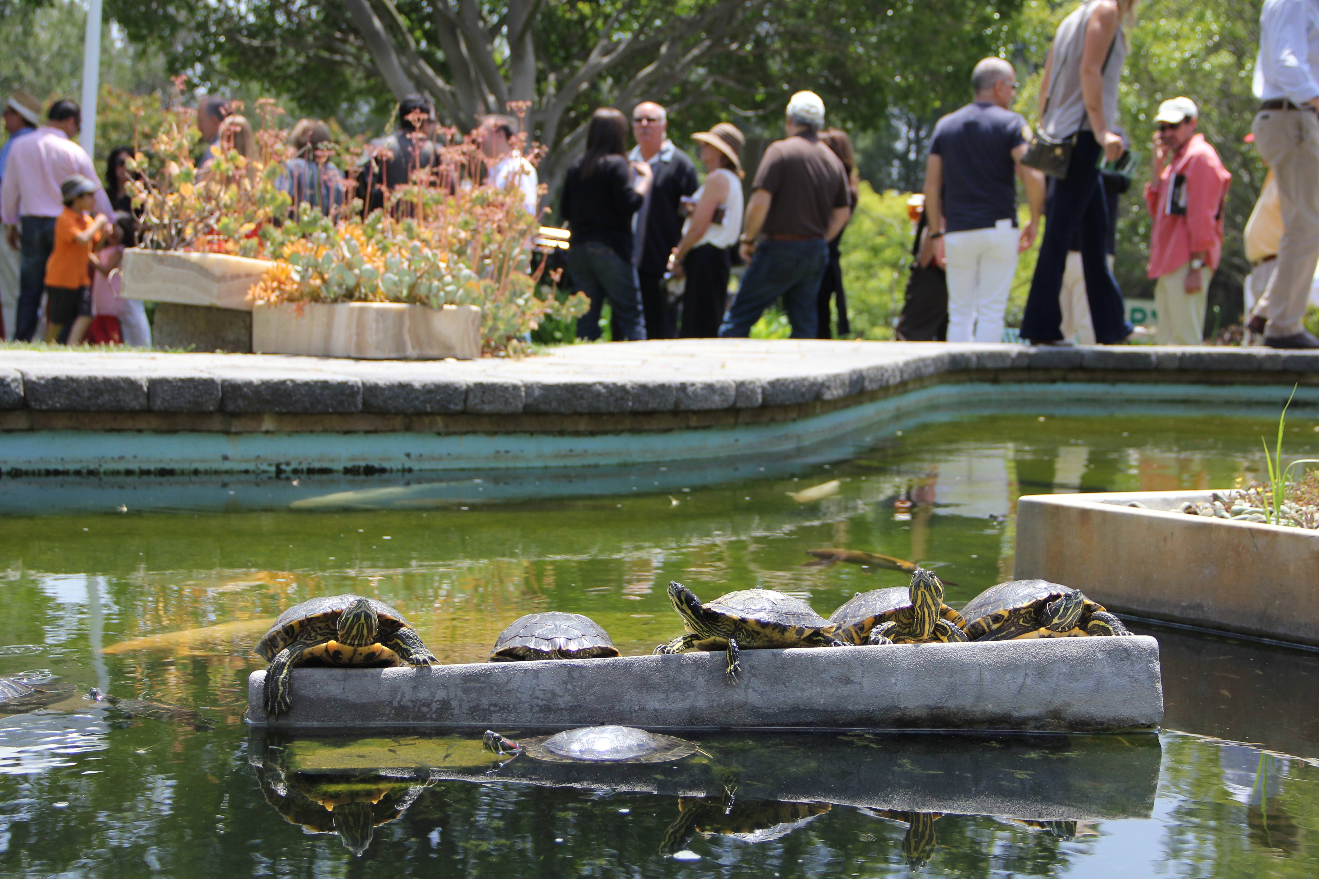 Beverly Hills’te Klasik Otomobil Şovu