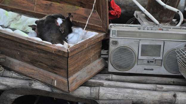 Muhteşem Vosvos’lar