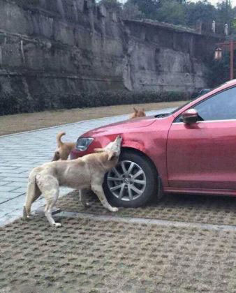 Çin'de köpekler otomobili parçaladı