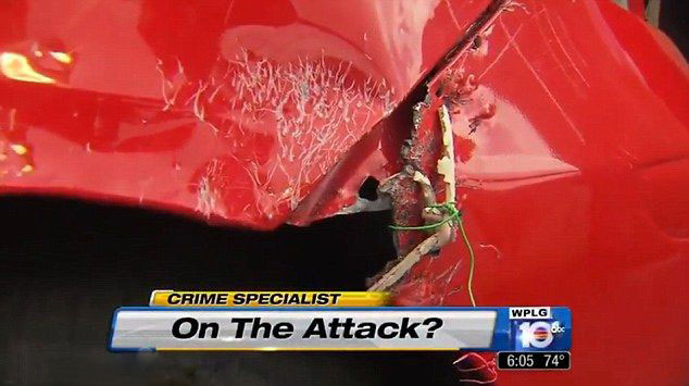 Çin'de köpekler otomobili parçaladı